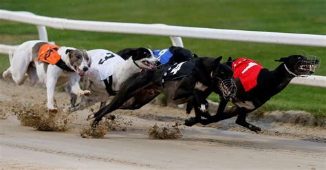 English Greyhound Final Derby at Towcester .